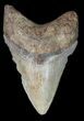 Serrated, Fossil Megalodon Tooth - Georgia #45996-1